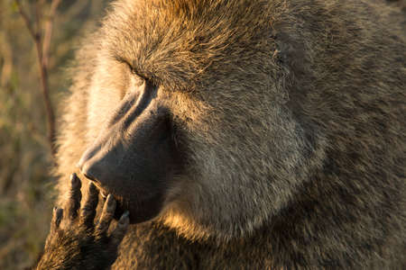 Closeup portrait of a back lit olive baboon licking its fingers, at Serengeti National Park, Tanzaniaの写真素材