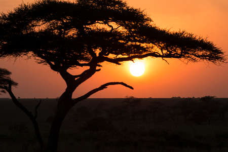Silhouette of a tree in sunrise, shot during a safari at Serengeti National Park, Tanzaniaの写真素材