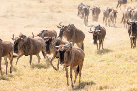 Large herd of wildebeests walking in search of water, at Ngorongoro Crater, Tanzania.の写真素材