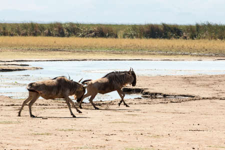 Two wildebeests running along Lake Manyara, Tanzaniaの写真素材