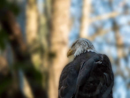 Closeup of bald eagle, a North American bird of prey, with focus on eyesの写真素材