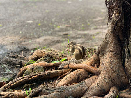 Brown striped squirrel eating nuts.のeditorial素材