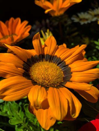 Beautiful portrait of a sunflower.のeditorial素材
