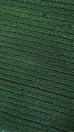Aerial shot of a green agricultural field in Indore.の写真素材