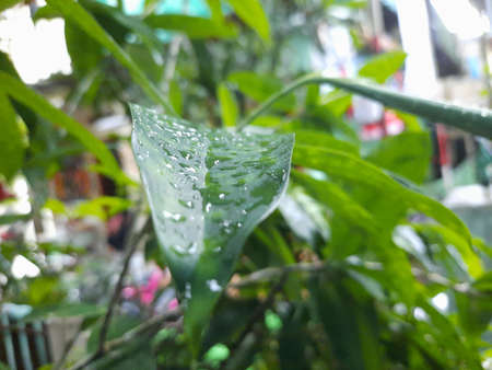 Dew after rain