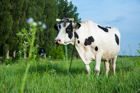Funny black and white colour dairy cow on a pasture with fresh green grassの写真素材