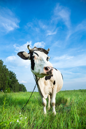 Funny black and white colour dairy cow on a pasture with fresh green grassの写真素材