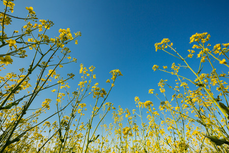 Wide angle close upview of a bright yellow blossoming canola under a deep clear blue sky の写真素材