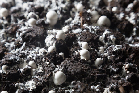 Small just grown champignons  in a soil on a mushroom production plant.の写真素材