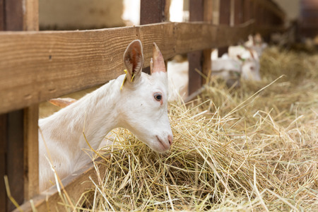 Young goatlings eating hay in a stall on a farm. Feeding on animal farmの写真素材