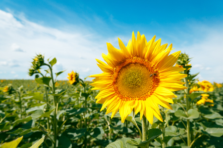 Blooming sunflowers and honey bees pollinating them under a deep cloudy sky in july.  Agricultural eco conceptの写真素材
