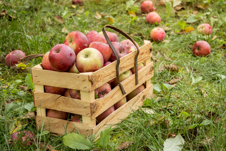 Fresh organic autumn apples in a wooden garden box. Organic farming conceptの写真素材