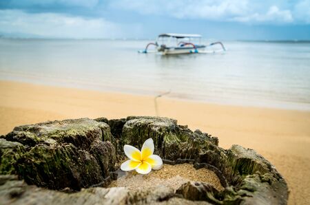Plumeria or frangipani flower in a small puddle in a stump with a boat tied to it on a background in Sanur, Bali. Ocean trips conceptの写真素材