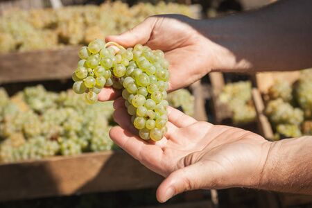 Winemaker's hands holding  bunch of white grapeの写真素材