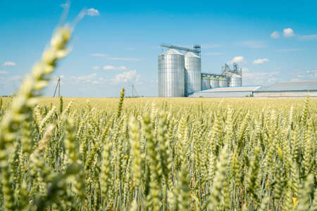 Green wheat field with a modern metal grain elevator on a background. Agriculture crops storage conceptの写真素材