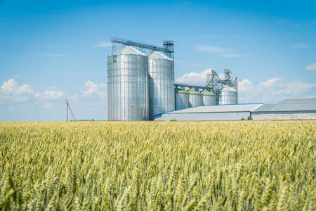 Modern grain elevator in a green wheat field. Agriculture crops storage conceptの写真素材