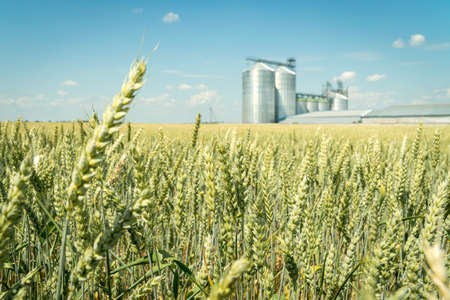 Green wheat field with a modern metal grain elevator on a background. Agriculture crops storage conceptの写真素材