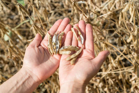 Ripe soybeans in human hands on a soybean field. Agriculture production concept