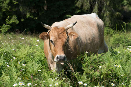Organic free grazing cows in carpathian mountains in Ukraine. Cattle farming in agricultural industryの写真素材