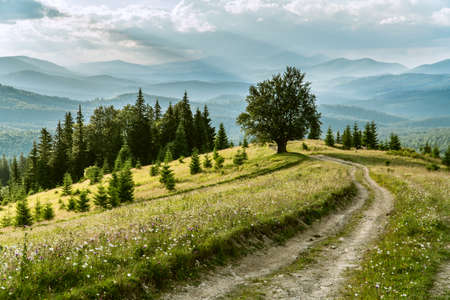 Lonely tree and dirt road in a carpathian mountains under the stormy sky somewhere in Ukraine. Summer viewの写真素材