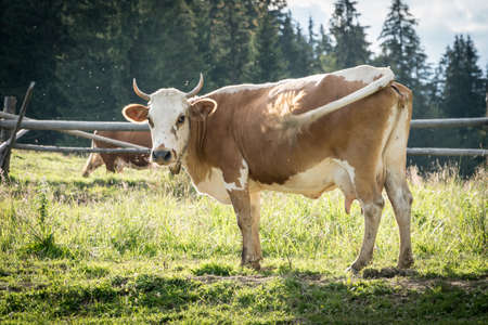Organic free grazing cows in carpathian mountains in Ukraine. Cattle farming in agricultural industryの写真素材