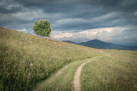 Lonely tree and dirt road in a carpathian mountains under the stormy sky somewhere in Ukraine. Summer viewの写真素材