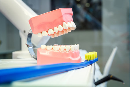 Model of a human jaw and toothbrush in a dental office.   Healthcare and dentistry conceptの写真素材