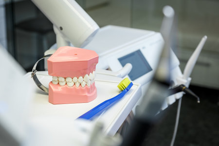 Model of a human jaw and toothbrush in a dental office.   Healthcare and dentistry conceptの写真素材