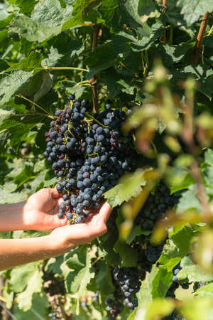 Female hands holding bunch of grapes on a grapevine. Agriculture and wine production concept