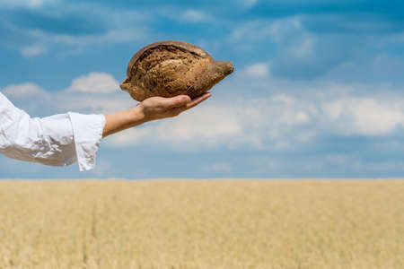 Female hands holding home baked bread loaf over a blue summer sky in a wheat field. World food...