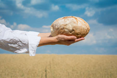 Female hands holding home baked bread loaf over a blue summer sky in a wheat field. World food...