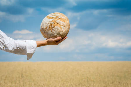 Female hands holding home baked bread loaf over a blue summer sky in a wheat field. World food security concept.の写真素材