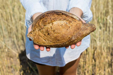 Female hands holding home baked bread loaf above ripe wheat field. World food security concept.の写真素材