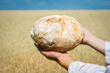 Female hands holding home baked bread loaf above ripe wheat field. World food security concept.の写真素材