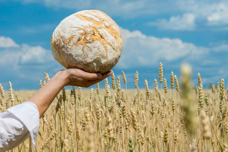 Female hands holding home baked bread loaf above ripe wheat field. World food security concept.の写真素材