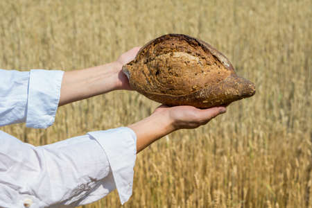 Female hands holding home baked bread loaf above ripe wheat field. World food security concept.の写真素材