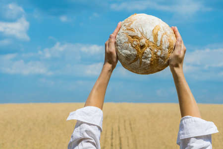 Female hands holding home baked bread loaf above her head over a blue summer sky in a wheat field. World food security concept.の写真素材