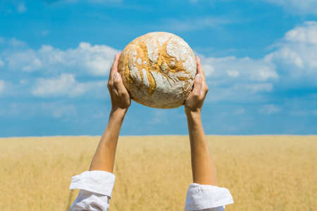 Female hands holding home baked bread loaf above her head over a blue summer sky in a wheat field. World food security concept.の写真素材