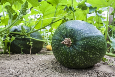 green groud on farmの写真素材