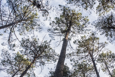 forest in the morningの写真素材