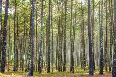 forest in the morningの写真素材