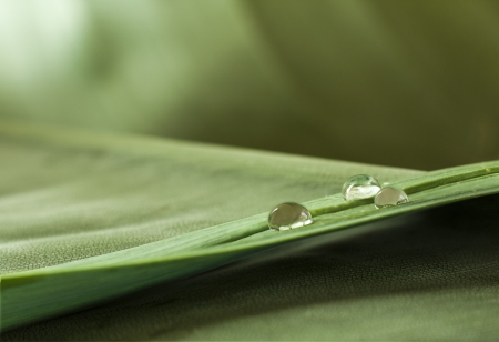 green plant leaf with dropsの写真素材