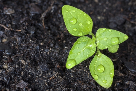 Green sprout growing from seedの写真素材