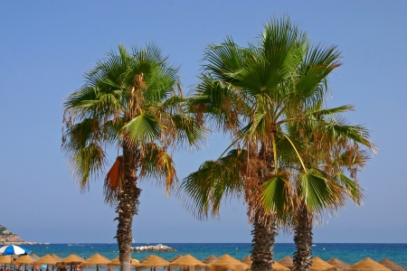 Three Palm Trees at the Spanish Coastの写真素材