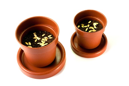 Brown pot to sow vegetables in house