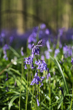 The bluebells flowers during springtime in Hallerbos, Halle, Belgiumの写真素材