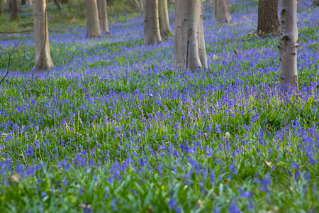 The bluebells flowers during springtime in Hallerbos, Halle, Belgiumの写真素材