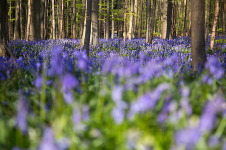 The bluebells flowers during springtime in Hallerbos, Halle, Belgiumの写真素材