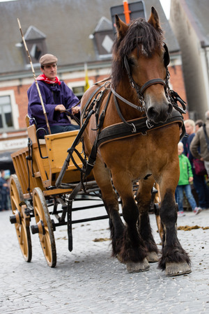 LENNIK, BELGIUM - SEP 10, 2017: A parade of Belgian Heavy Draft horses for the 25th anniversary of the monument Prins at the market in Lennik. on Sep 10, 2017.のeditorial素材
