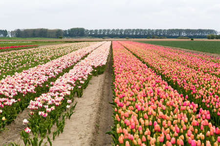 Colorful field of tulips in the Netherlandsの写真素材